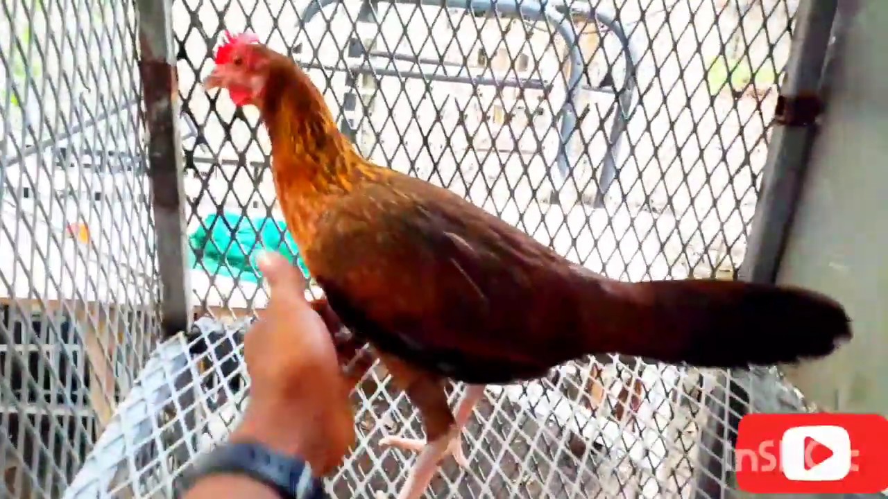 Quien Aporta mas ¿ El Gallo o la Gallina ? I PARTE MITOCONDRIA