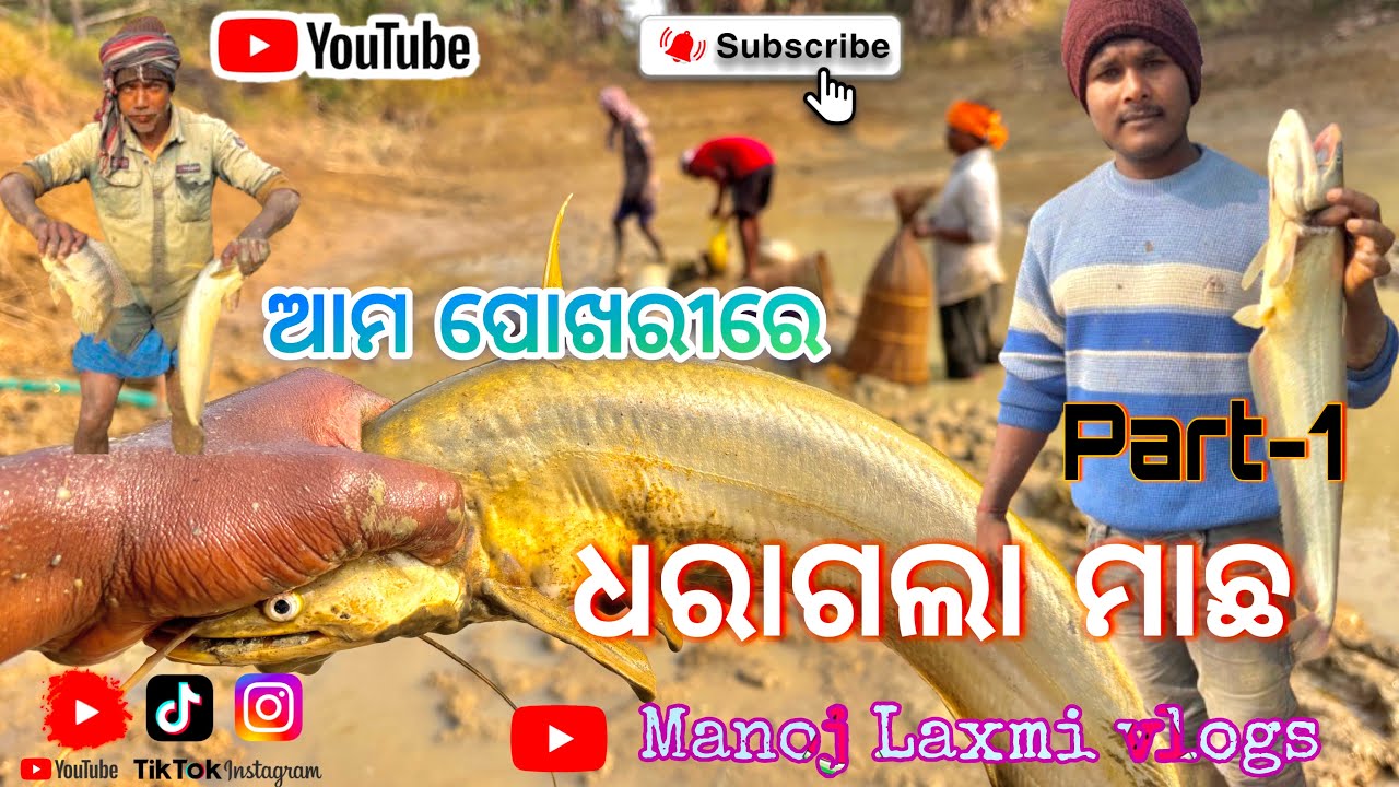 ଆମ ପୁଖରୀରେ ଖାଲି ବାଳିଆ ମାଛ ଧରାଗଲା🐟#odisha #village #fishing #trending #odiavolg #fishingvlogs 