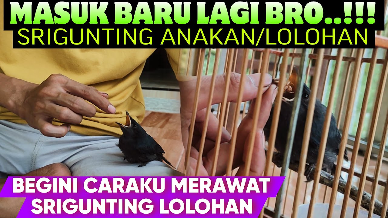 BARU LAGI NIH ‼️ BURUNG SRIGUNTING LOLOHAN ANAKAN || CARA MERAWAT SRIGUNTING ANAKAN