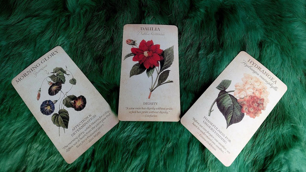 HỌ ĐANG NGHĨ GÌ ? @EvelynTarot