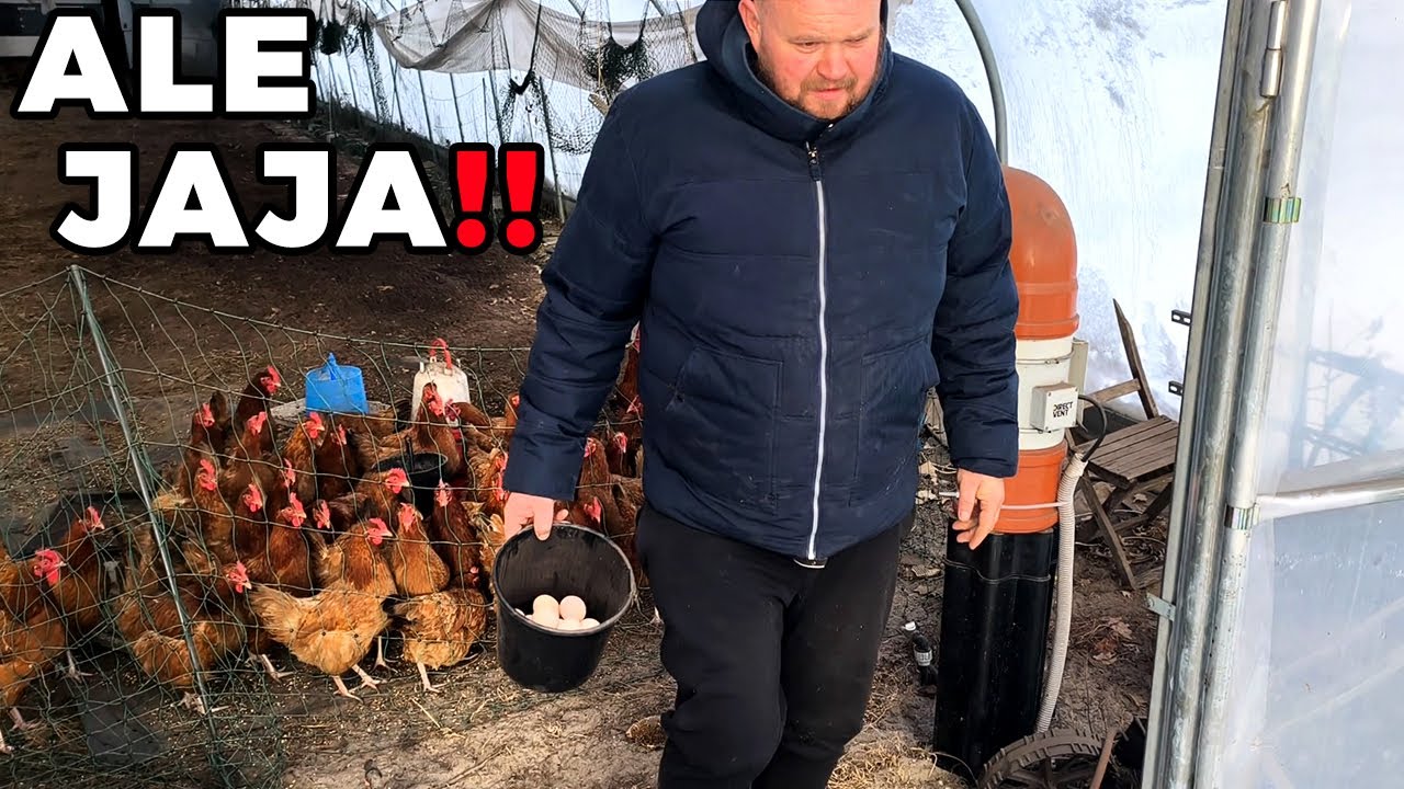 ❗❗ ALE JAJA 🥚 KURKI PERMAKULTURKI 🐔 GEOTERMIA 🥚 TEL. 733 770 715 🥚 BOGUSŁAW OKULSKI