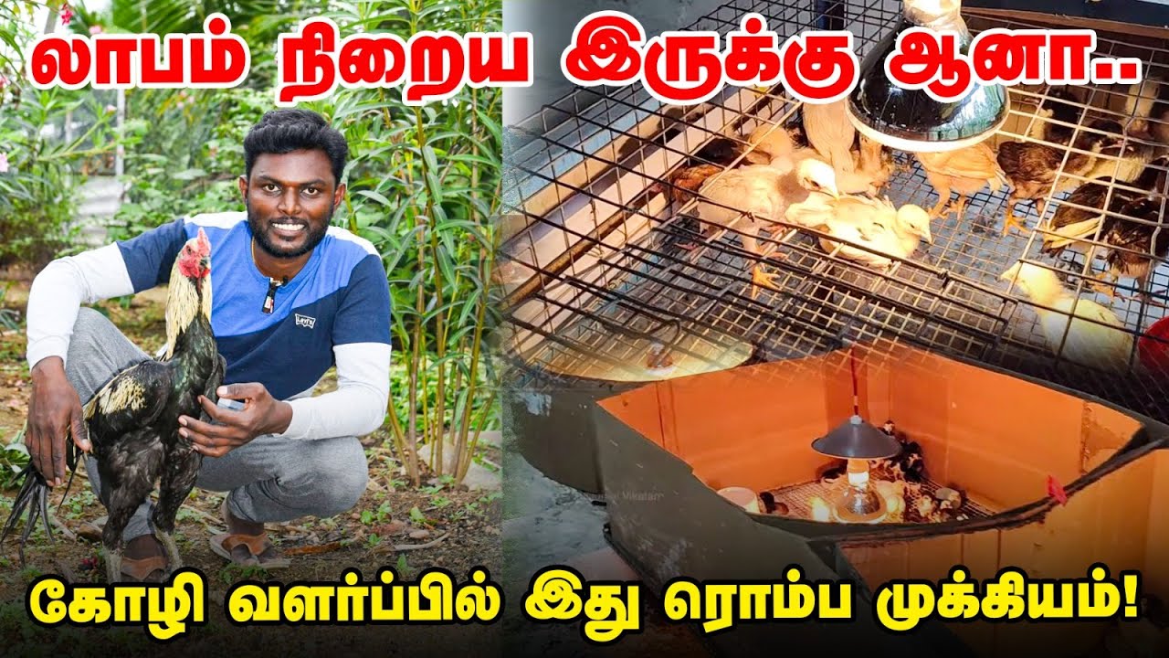 Brooding of Chicks:  ஆரம்பத்துல நிறைய முதலீடு செய்யாதீங்க... கோழி வளர்ப்புக்கு success formula