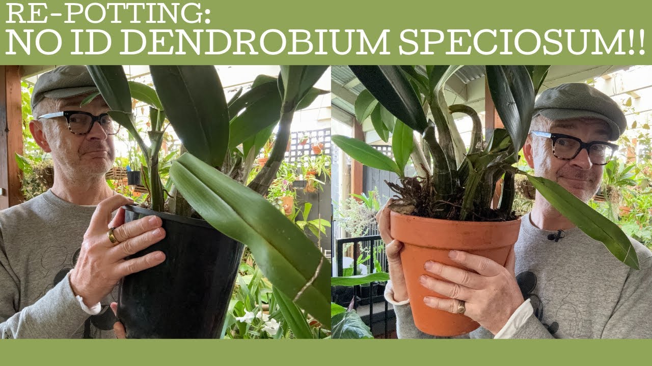 Re-potting a bargain flowering sized Dendrobium speciosum!!