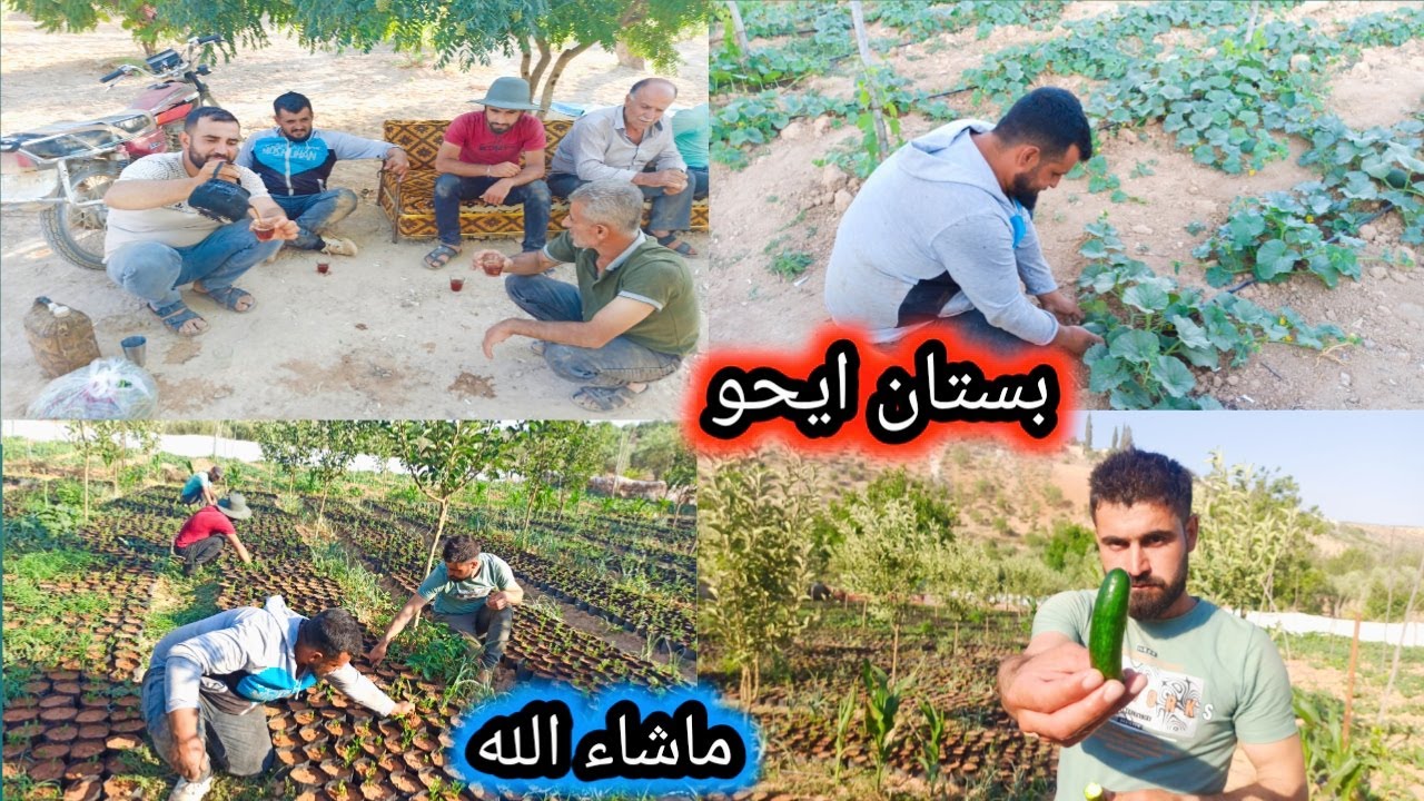 فزعة لعيون ايحو/رحنا ساعدناايحو بتنضيف العشب من البستان/احلى أجواء طبيعة🏞️ مع الشباب تابعوا معنا 🌹🌄🌹