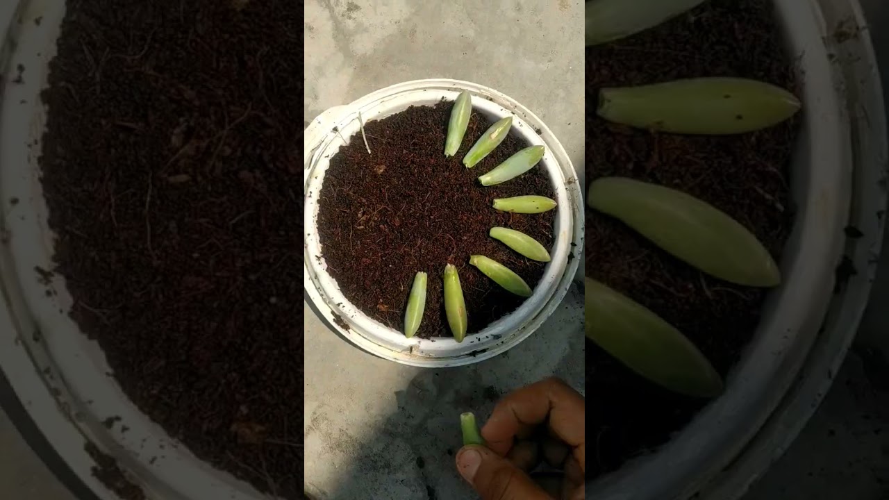 Pachyphytum Hookeri propagate new plant with  leaves