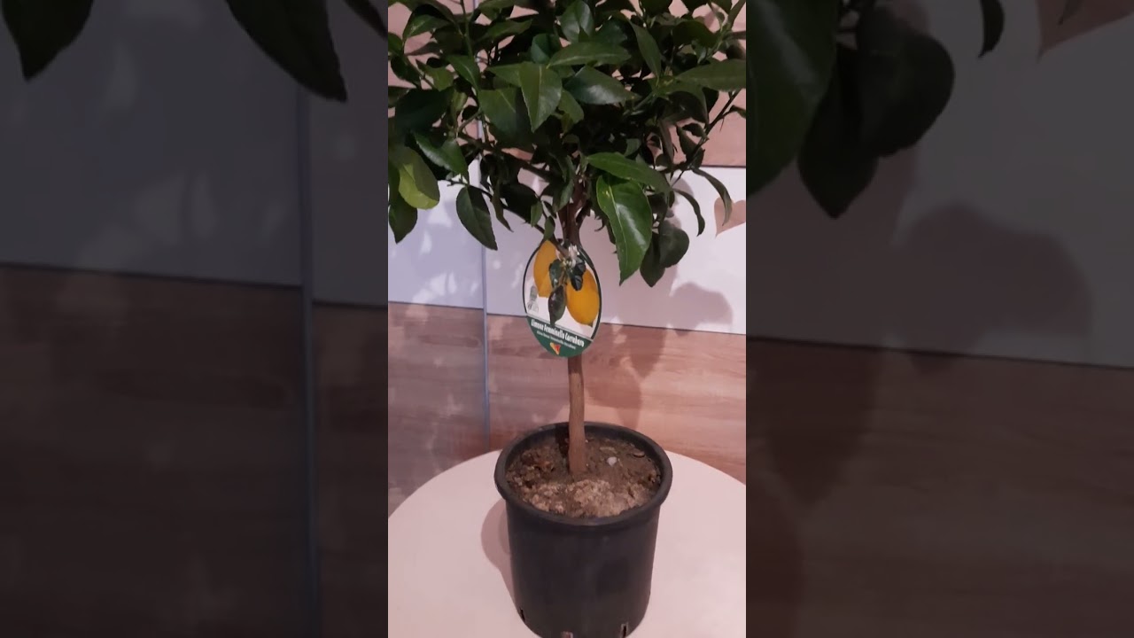 Citrus lemon citromfa gondozása,igényei