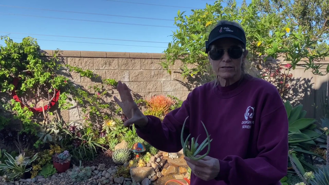 Extreme Gardening Day 4 and Succulent Walkabout Wednesday