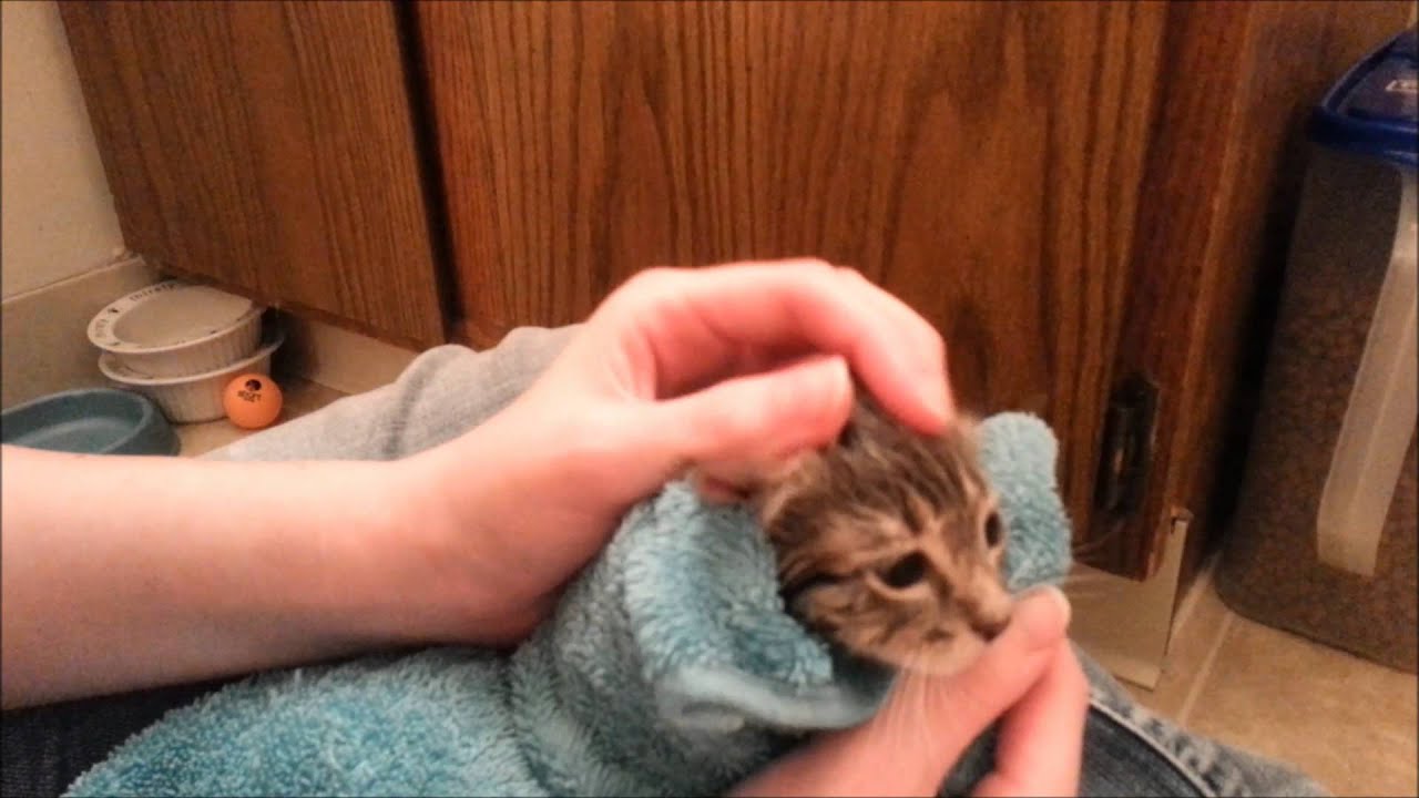 Foster Kitten's First Bath!