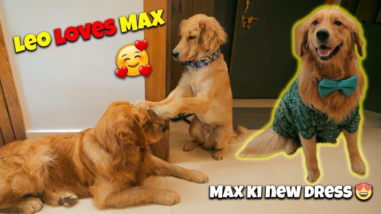 Leo loves Max 🥰😆 | Ab Max ko pareshan kar diya Leo ne 😆 |@THE HIMALAYAN HUSKY