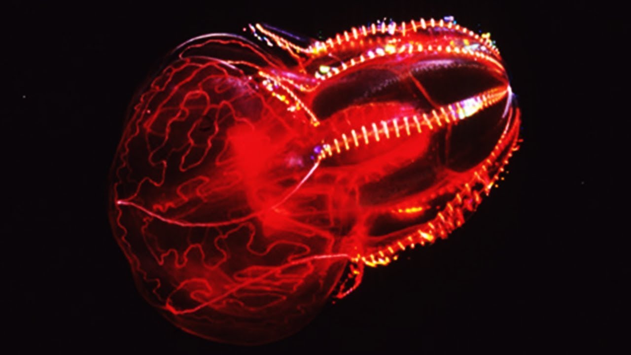 8 Beautiful Sea Creatures That Glow In The Dark