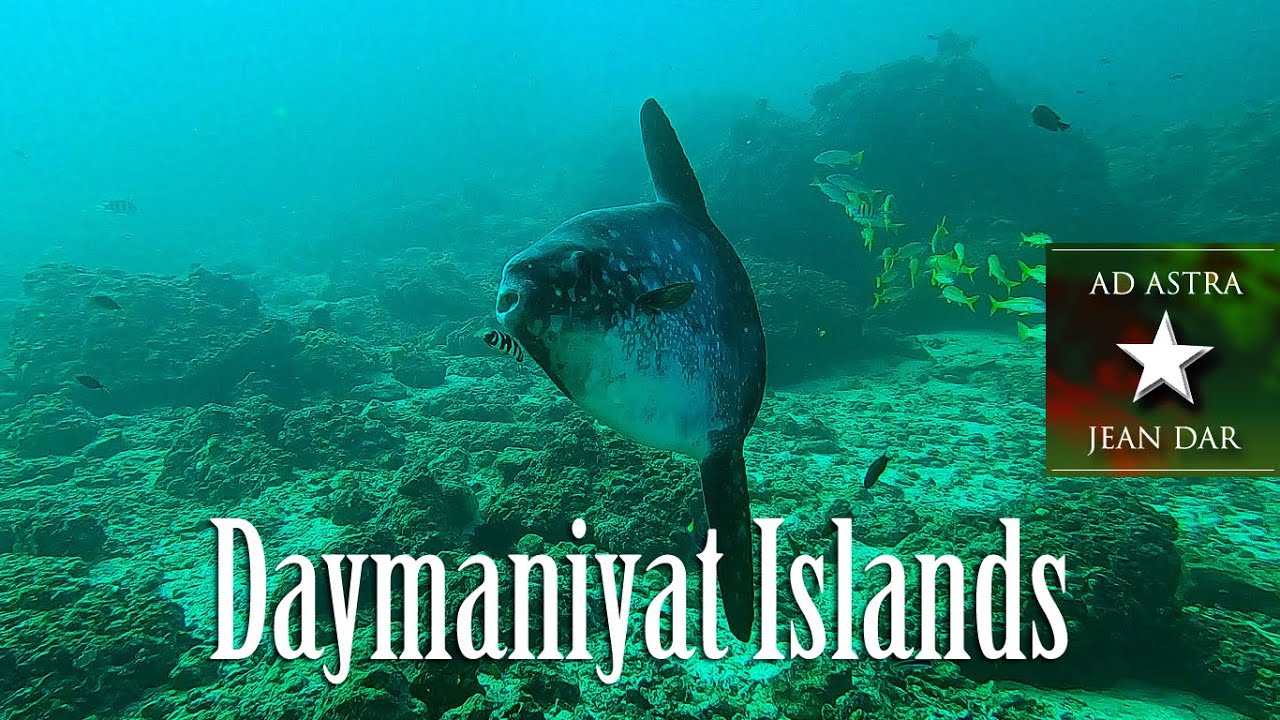 Diving Daymaniyat Islands, Oman, January 10, 2023 | Oman's underwater oasis!