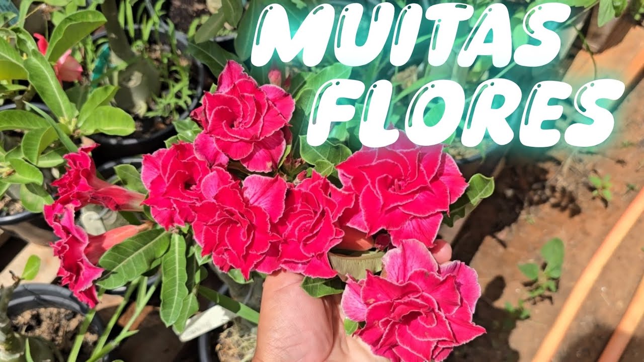 Rosa do deserto, FLORES IDENTIFICADAS e lindos enxertos para uma bela coleção 