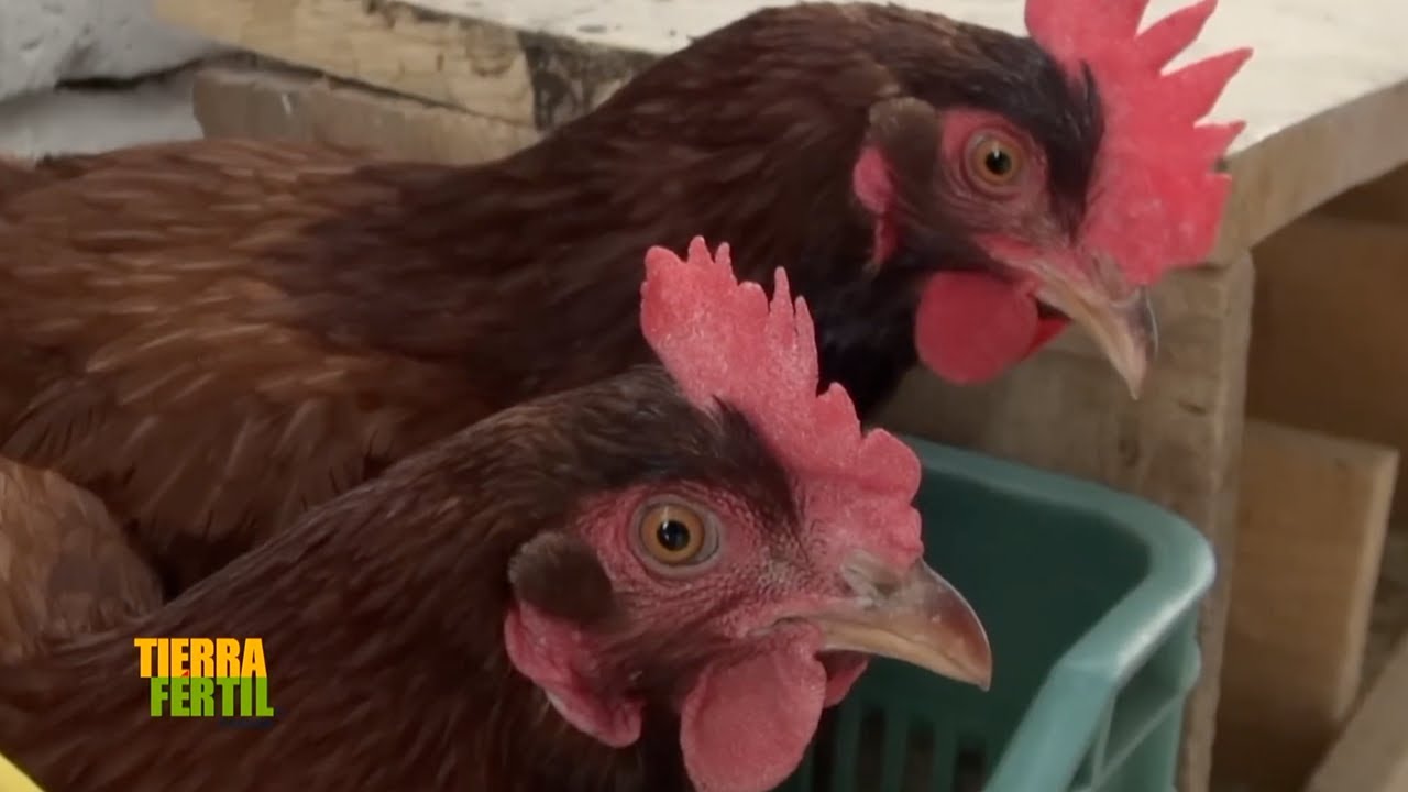 Tierra Fértil Tv-Gallinas al libre pastoreo (14.10.23)