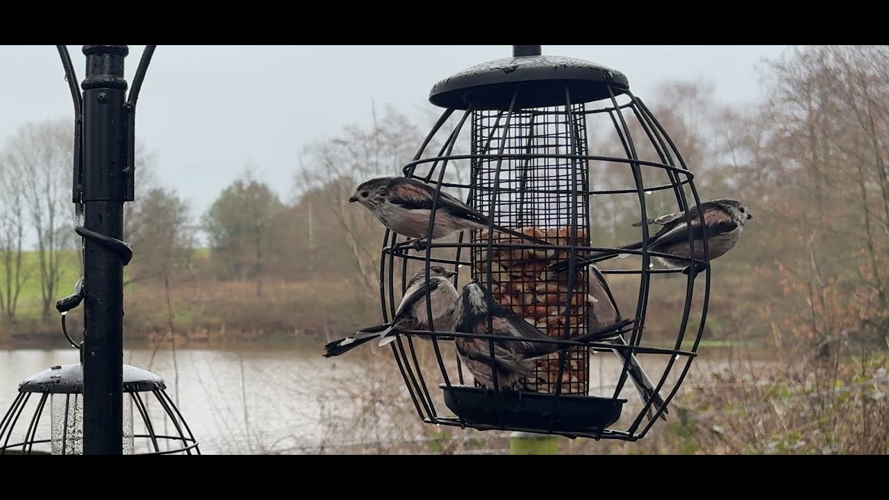 RSPB Big British garden birdwatch 2026 | what did we see ? 4K