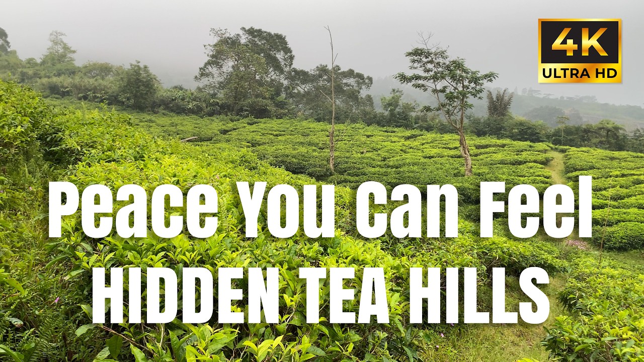 Walking Through Endless Tea Fields | 4K POV Nature Walk