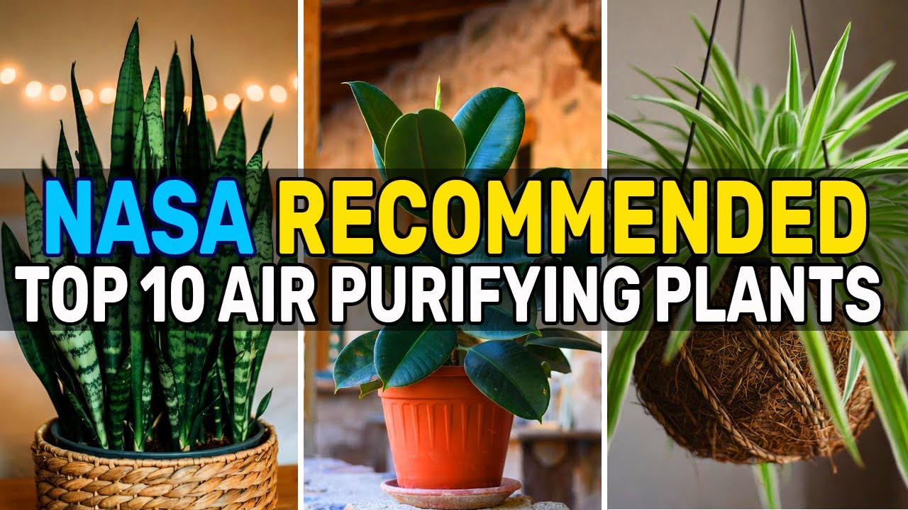 10 Best Air-Purifying Plants for Indoor | NASA-Approved Indoor Plants That Clean the Air Naturally