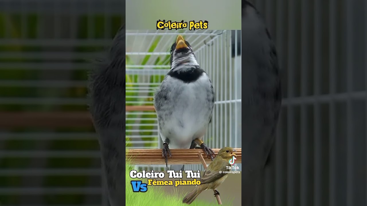 Coleiro Tui Tui VS Fêmea piando 