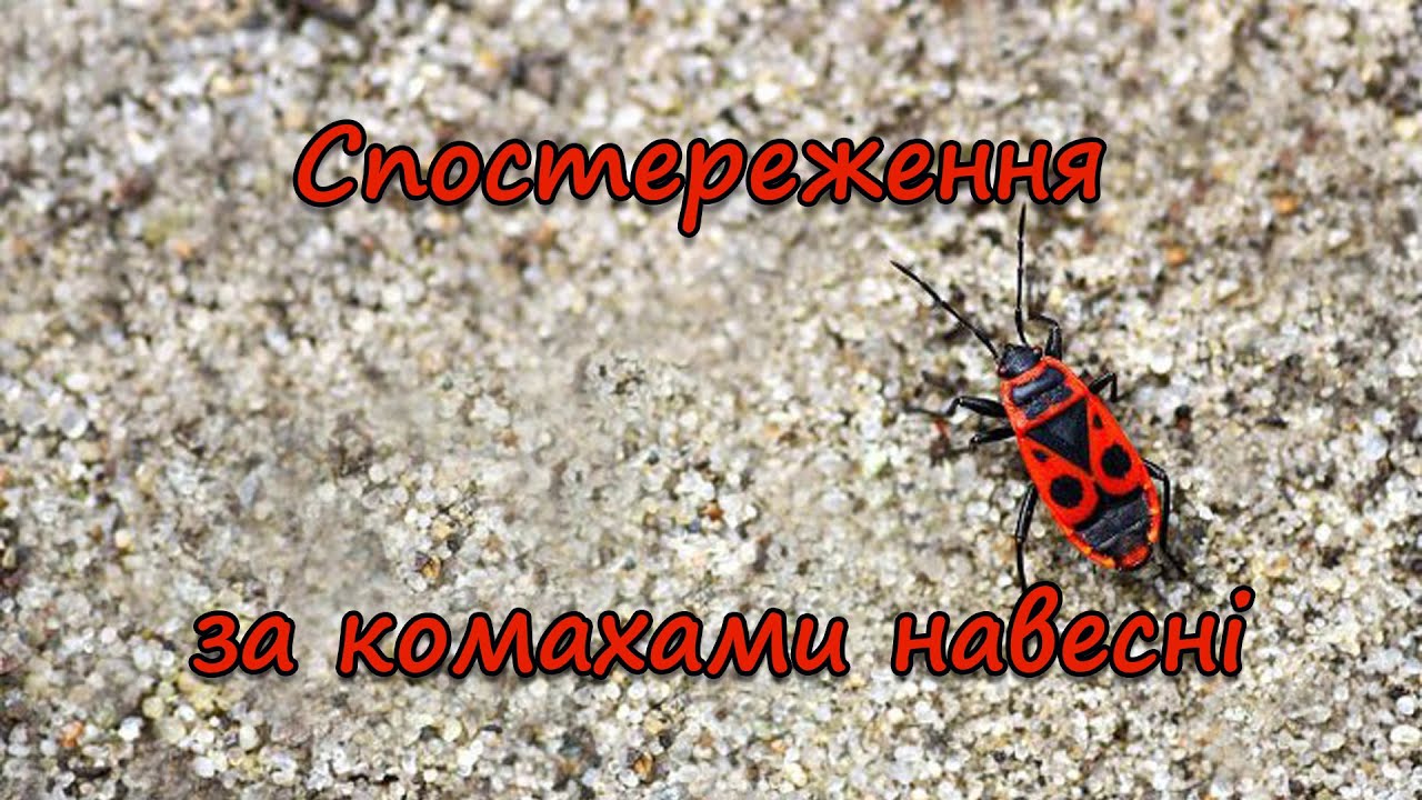 Спостереження за комахами навесні