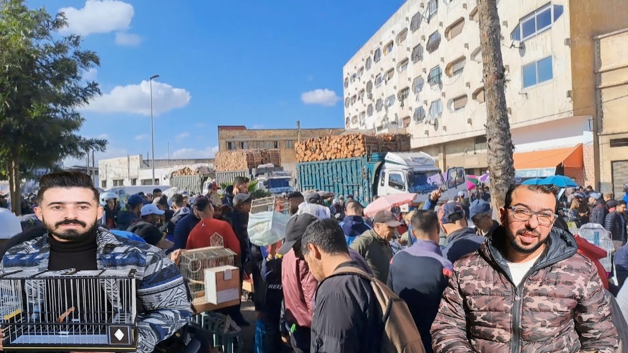 سوق القريعة للطيور بالدار البيضاء 🇲🇦 2024 اليوم الأحد 21 يناير خير موجود والمليح بثمان