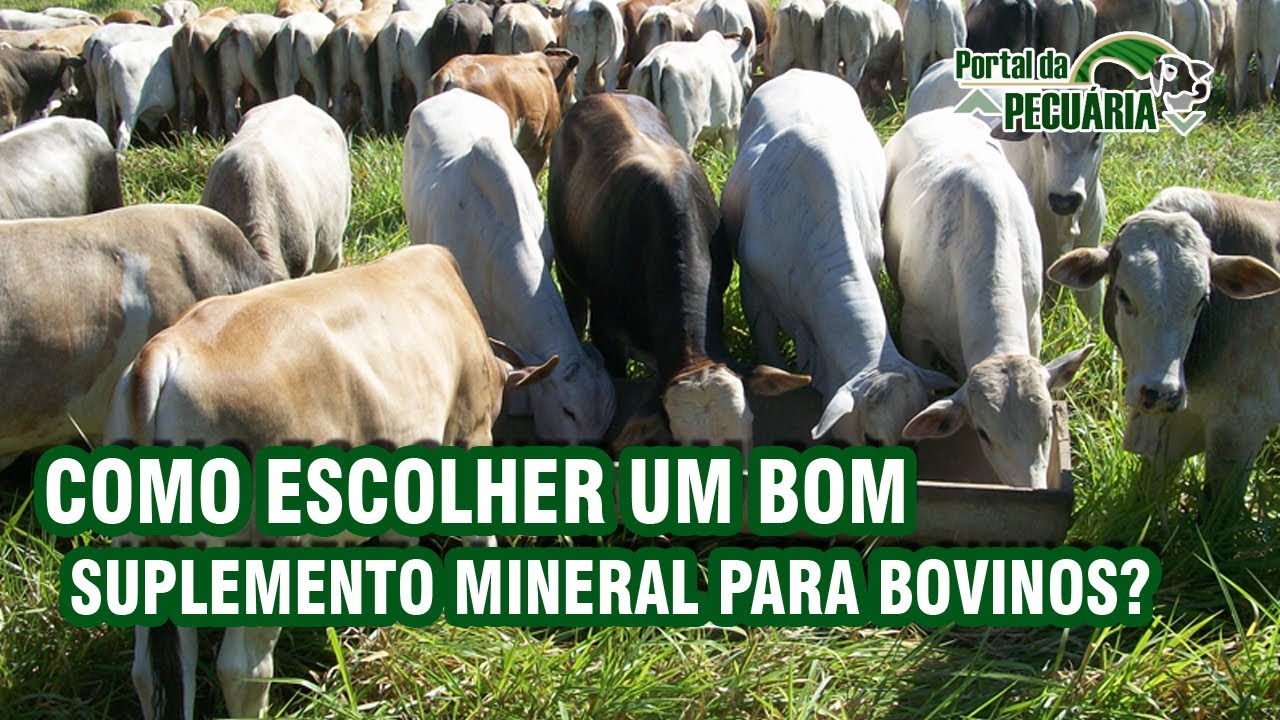 Como escolher um bom suplemento mineral para bovinos?