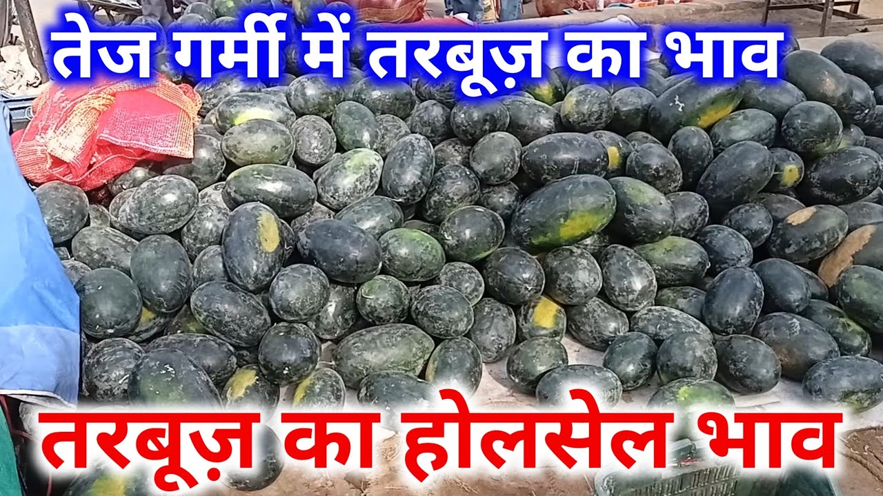 Watermelon Rate Today Alwar Mandi Rajasthan।Tarbooj Bhav Aaj Alwar Mandi Rajasthan। तरबूज़ भाव आज 