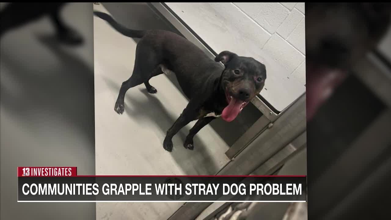 Communities grapple with stray dog problem