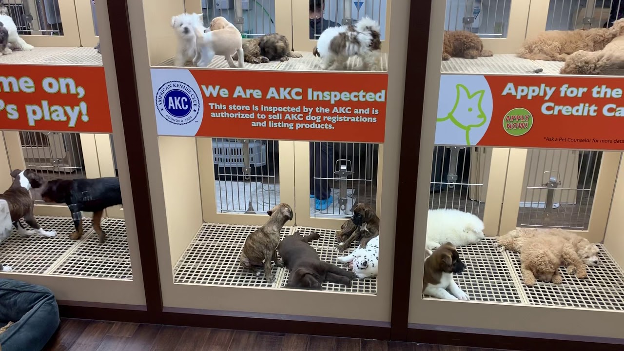 petland puppies tour