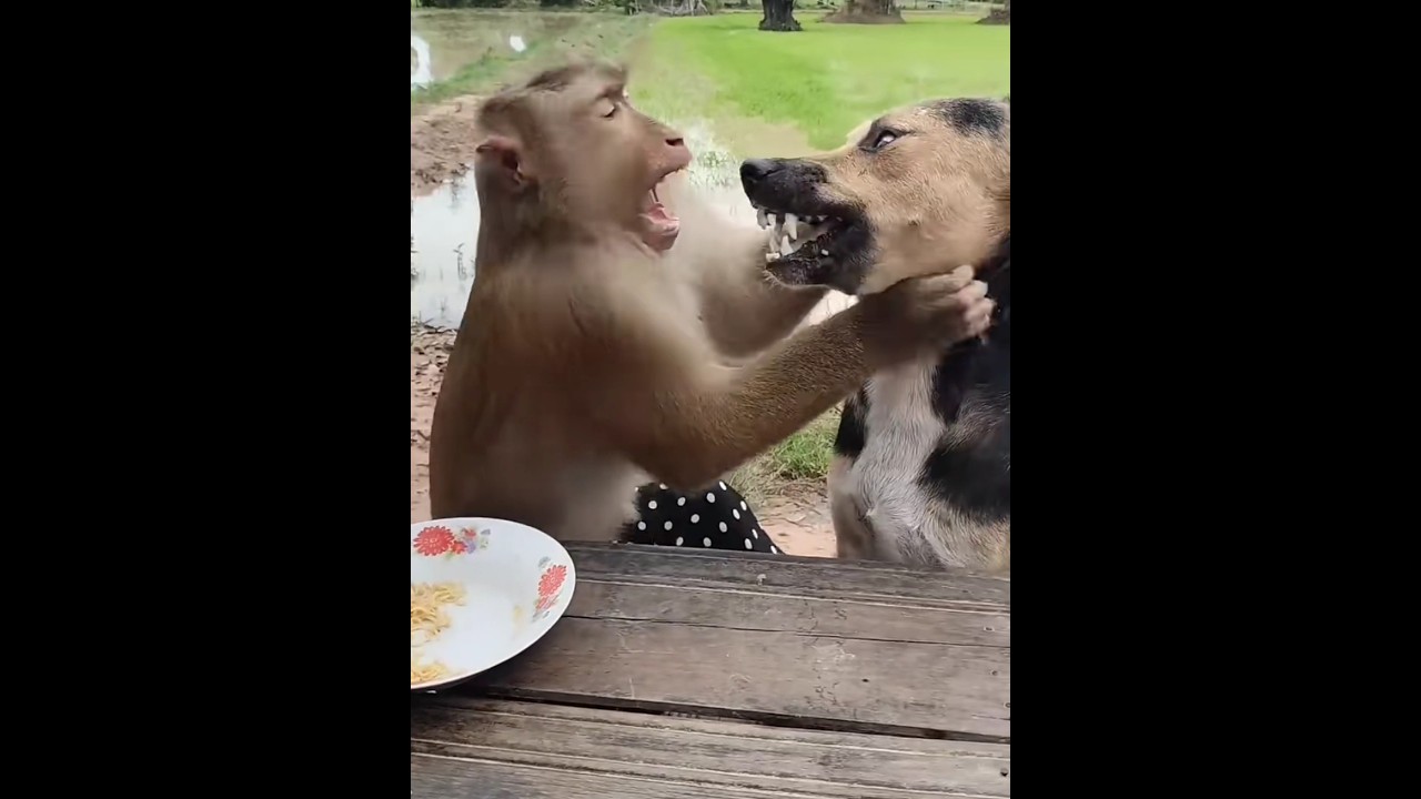 Monkey and dog fighting over food 🐒🐕
