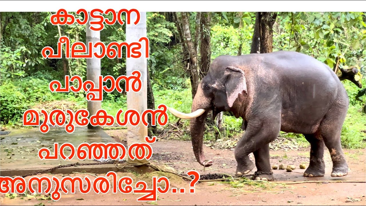 കാട്ടാന പീലാണ്ടി പാപ്പാൻ മുരുകേശൻപറഞ്ഞത് അനുസരിക്കാതിരുന്നപ്പോൾ#peelandi#vmpradeepmedia#elephant