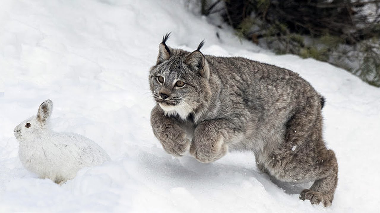 Wild Canadian Lynx 🦁 Incredible Hunts of Deer & Rabbits!