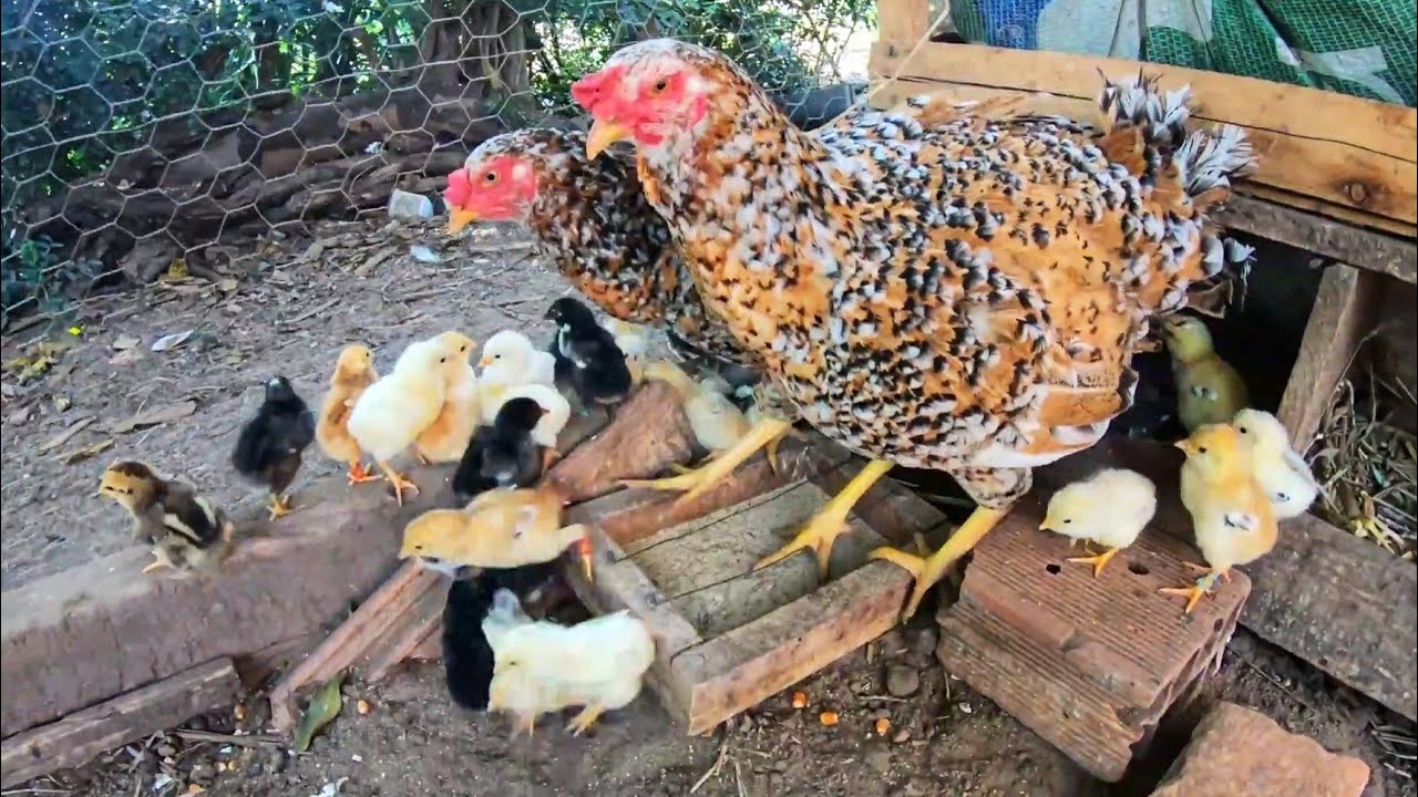 Minhas Galinhas com Mais uma Ninhada de Pintinhos - A Coisa Mais Linda do Mundo