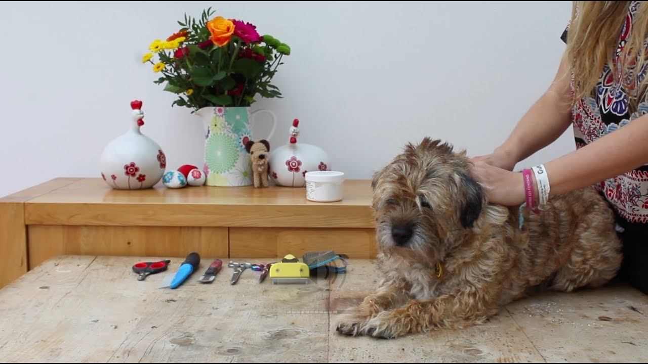 SIMPLE WAY TO GROOM A TERRIER