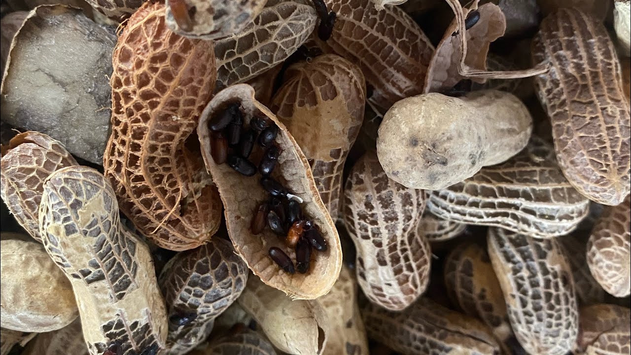 Peanut beetle breeding- miracle food for fish, poison dart frogs, small reptiles. 