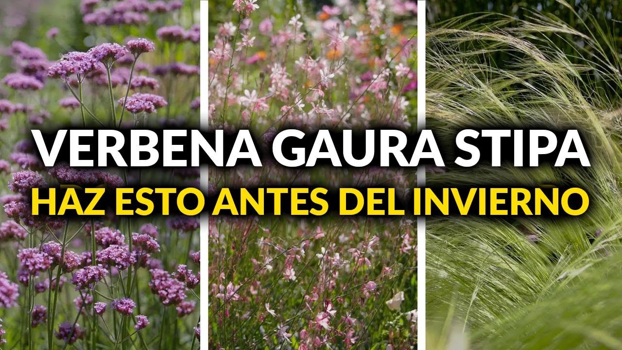 ¿Cómo proteger la verbena, gaura y stipa en invierno? 3 plantas hermosas frente al frío