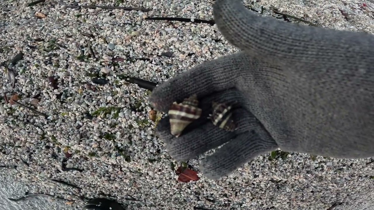 Jan 16, 2026 Banana River FL mini-shelling 01