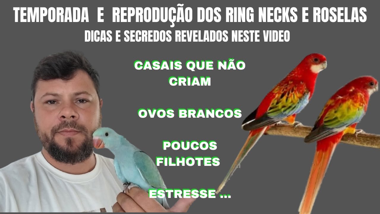 TEMPORADA E REPRODUÇÃO DE RING NECKS E ROSELAS