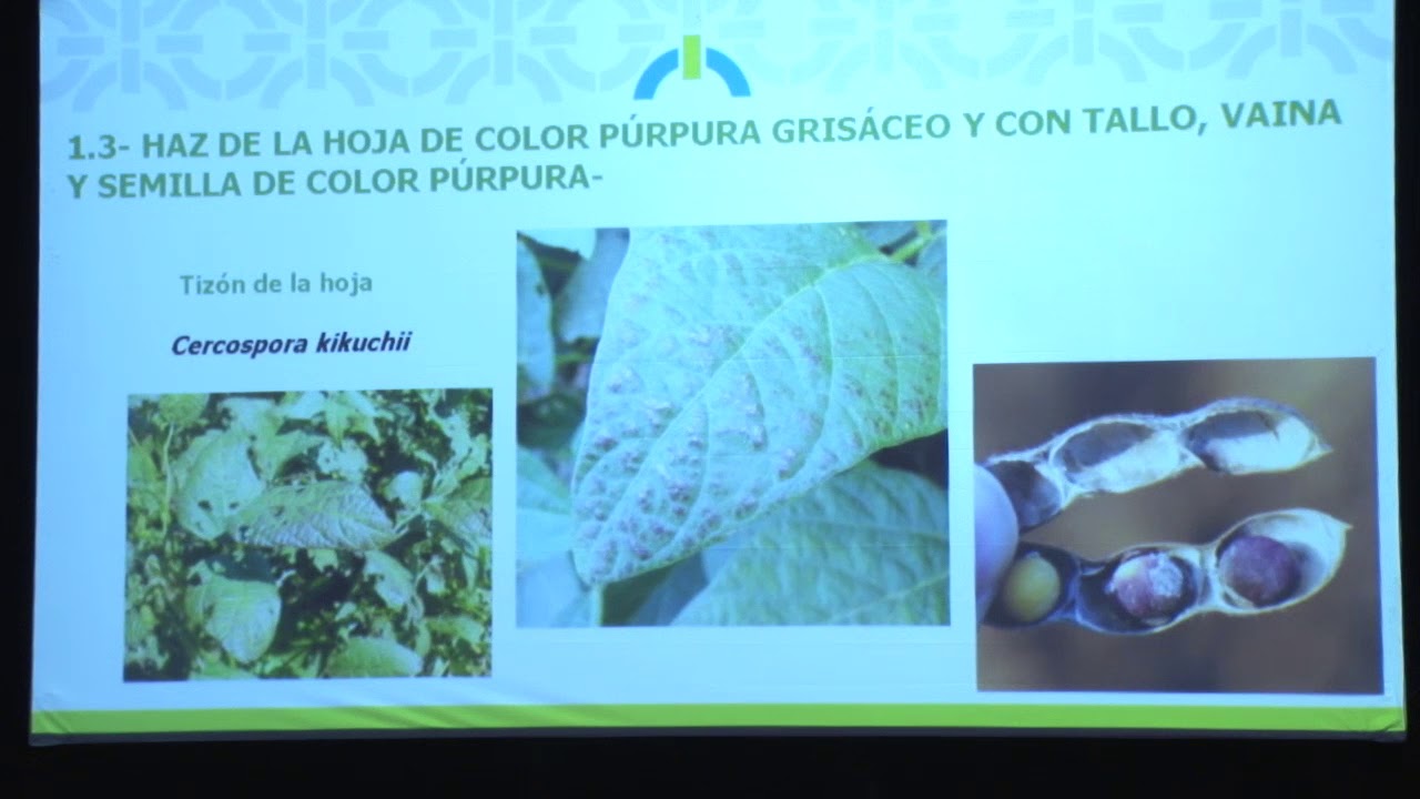 Diagnóstico y manejo de enfermedades en soja