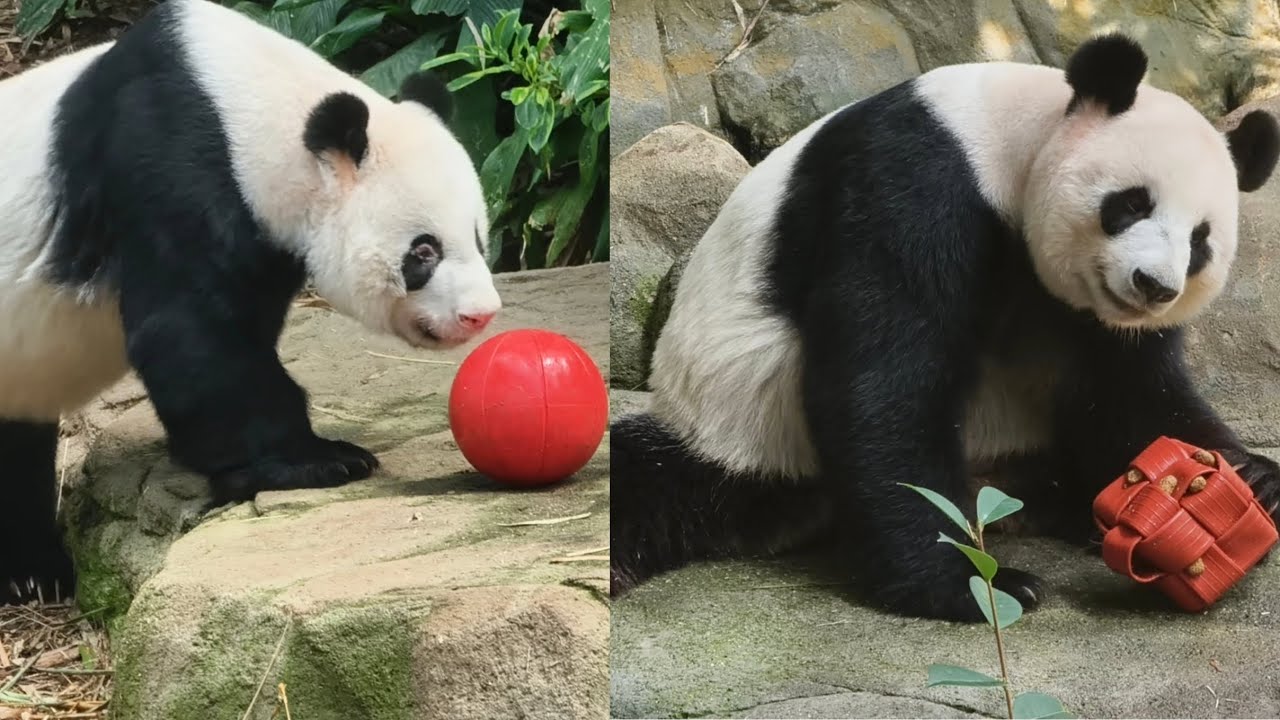 20251224 Giant Panda Kai Kai & Jia Jia eat snacks @River Wonders