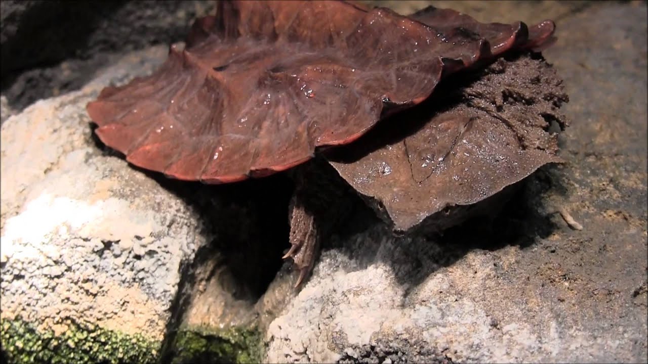 Baby Mata Mata Turtle