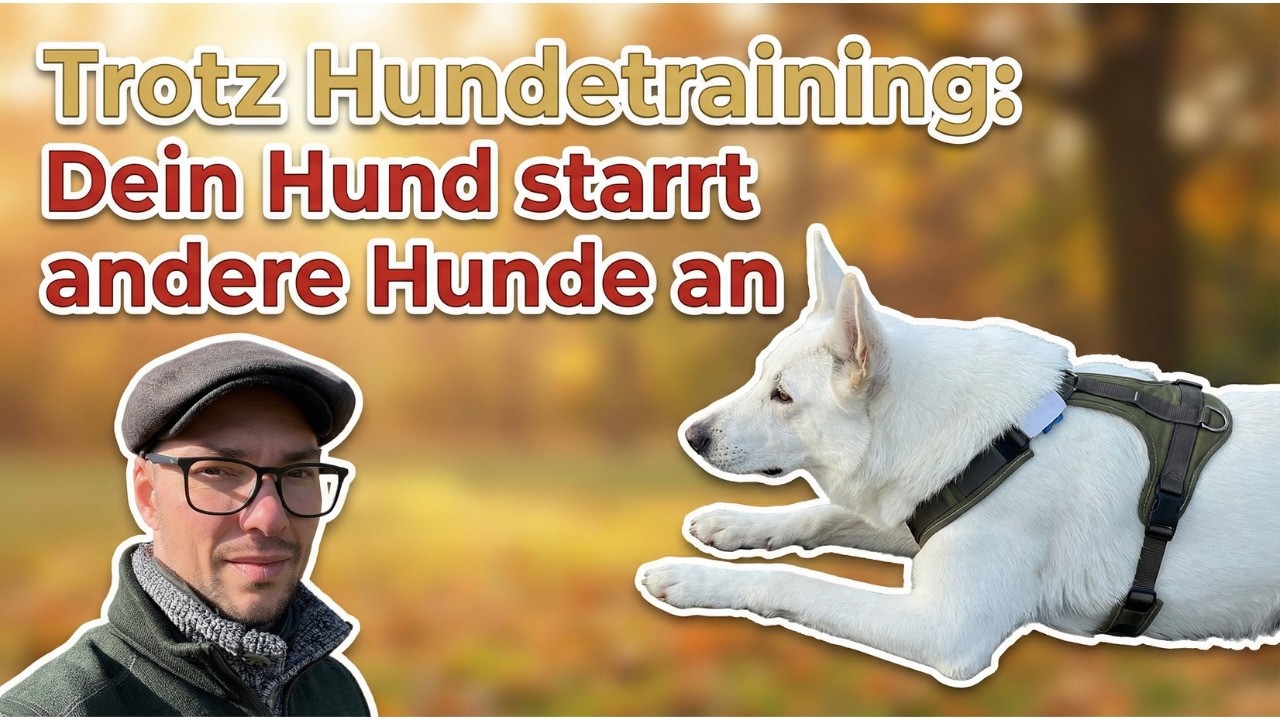 Trotz Hundetraining: Dein Hund starrt andere Hunde an