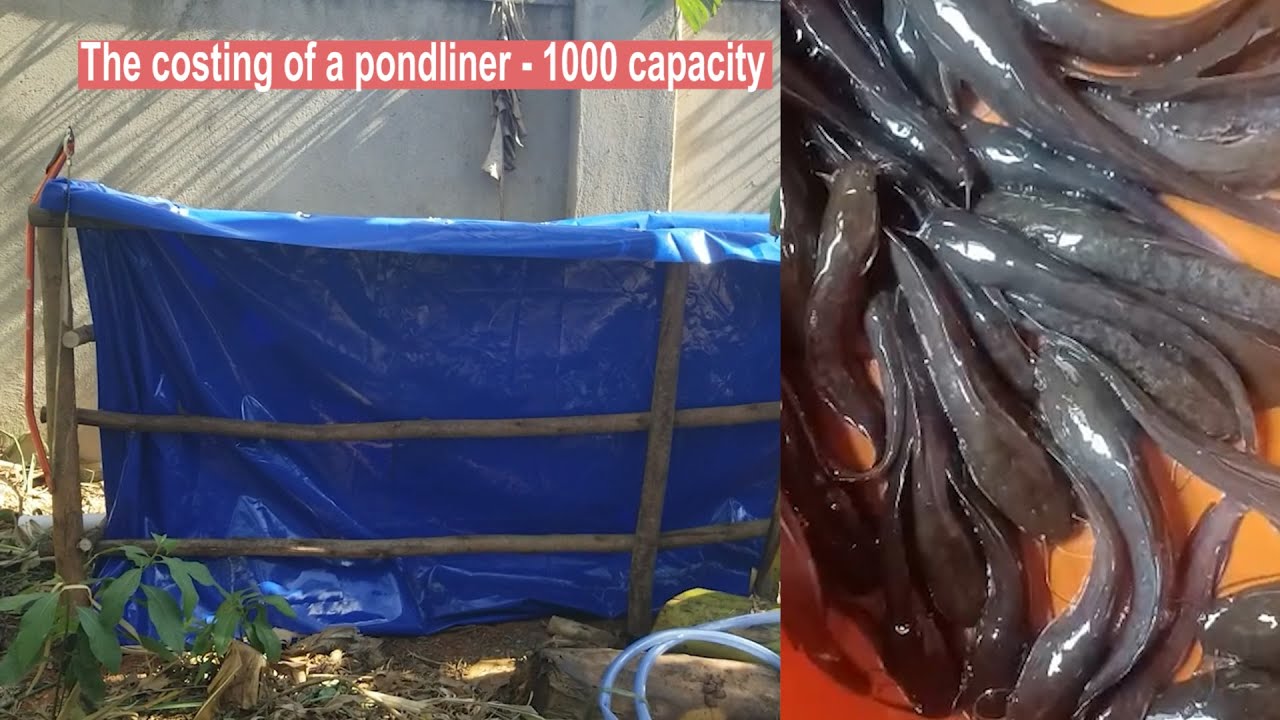CATFISH FARMING: POND-LINERS COSTING, CONSTRUCTION AD STOCKING EXPLAINED