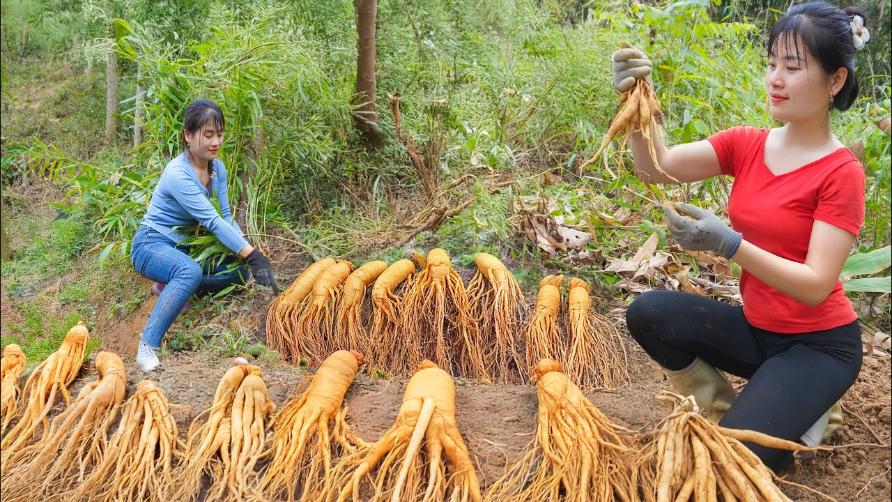 Digging Wild Ginseng Underground, Then Selling to Traders and Cooking at the Farm | Nhất Bushcraft