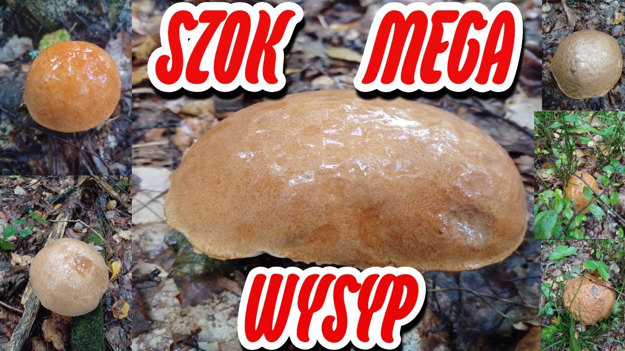 SZOK MEGA WYSYP