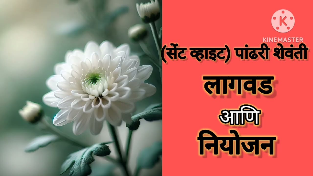 (सेंट व्हाईट)पांढरी शेवंती लागवड आणि नियोजन