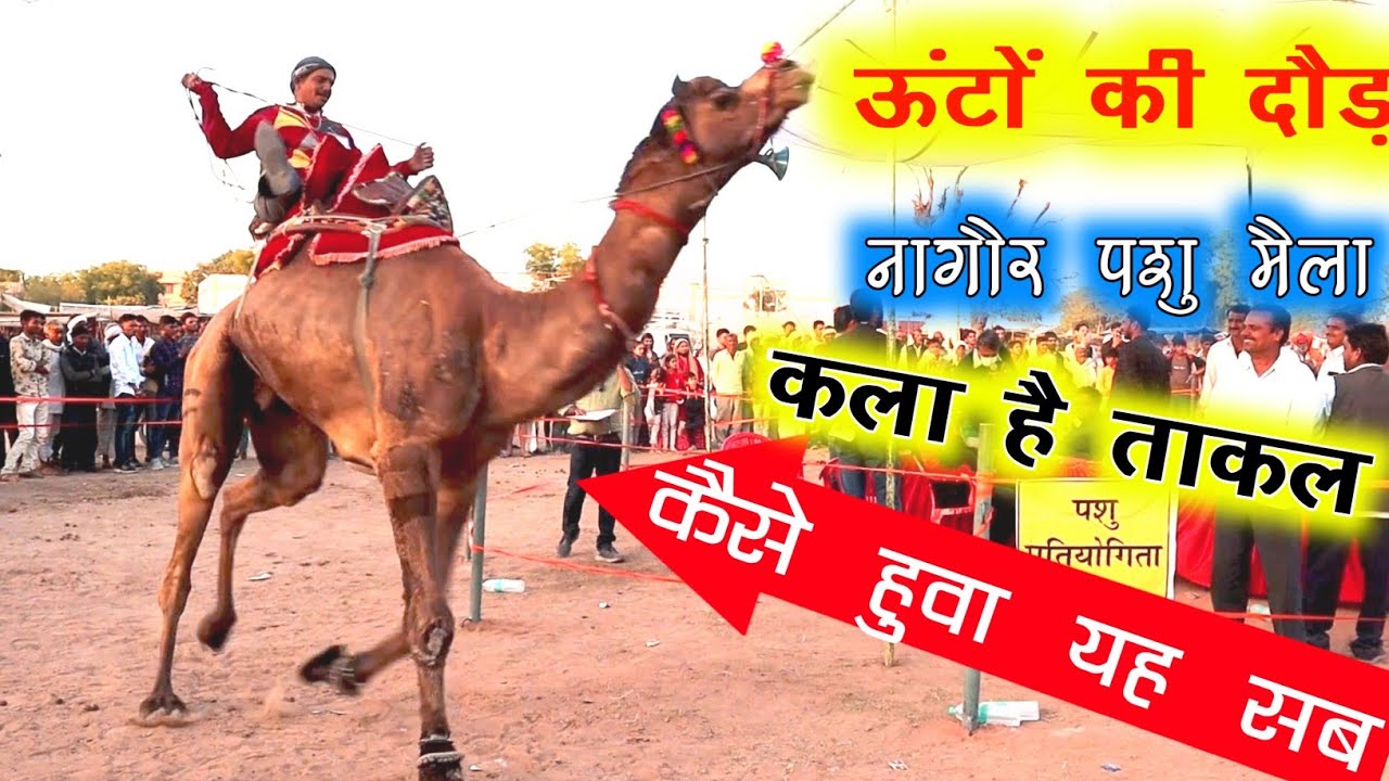 ऊँट दौड़ प्रतियोगिता||नागौर पशु मैला 2022||Camel Race Nagaur Rajasthan