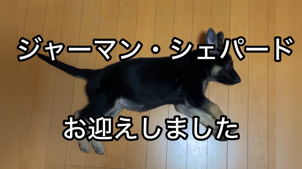 ジャーマン・シェパードをお迎えしました　ジャーマン・シェパードのレイ