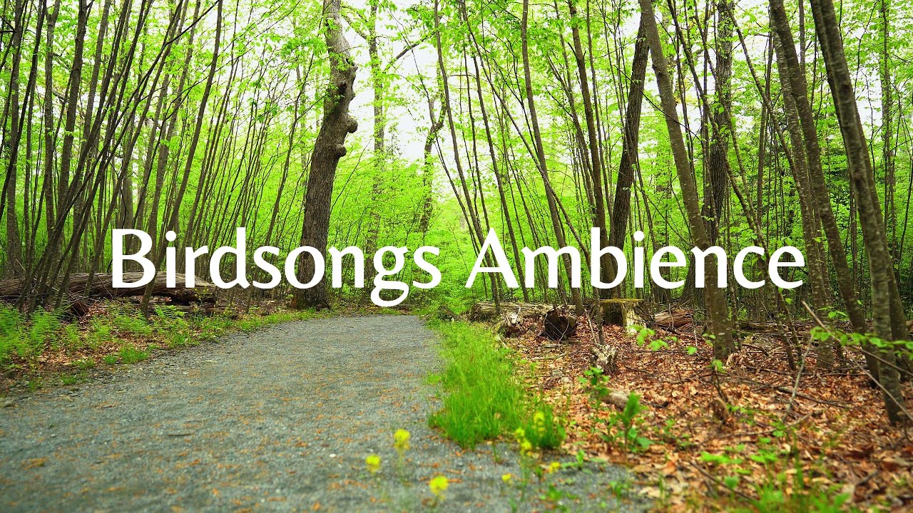 Birdsong in Nature | For Gentle Relaxation, Healing & Peaceful Rest