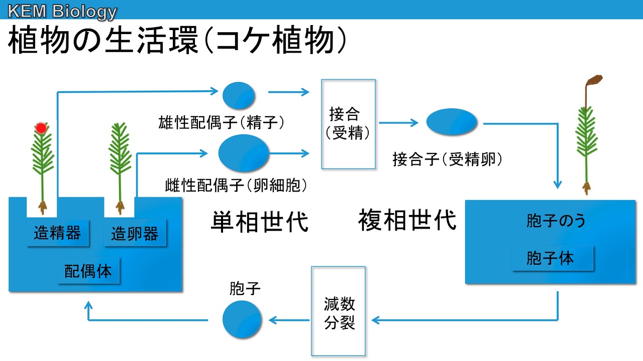 高校生物「植物の生活環」