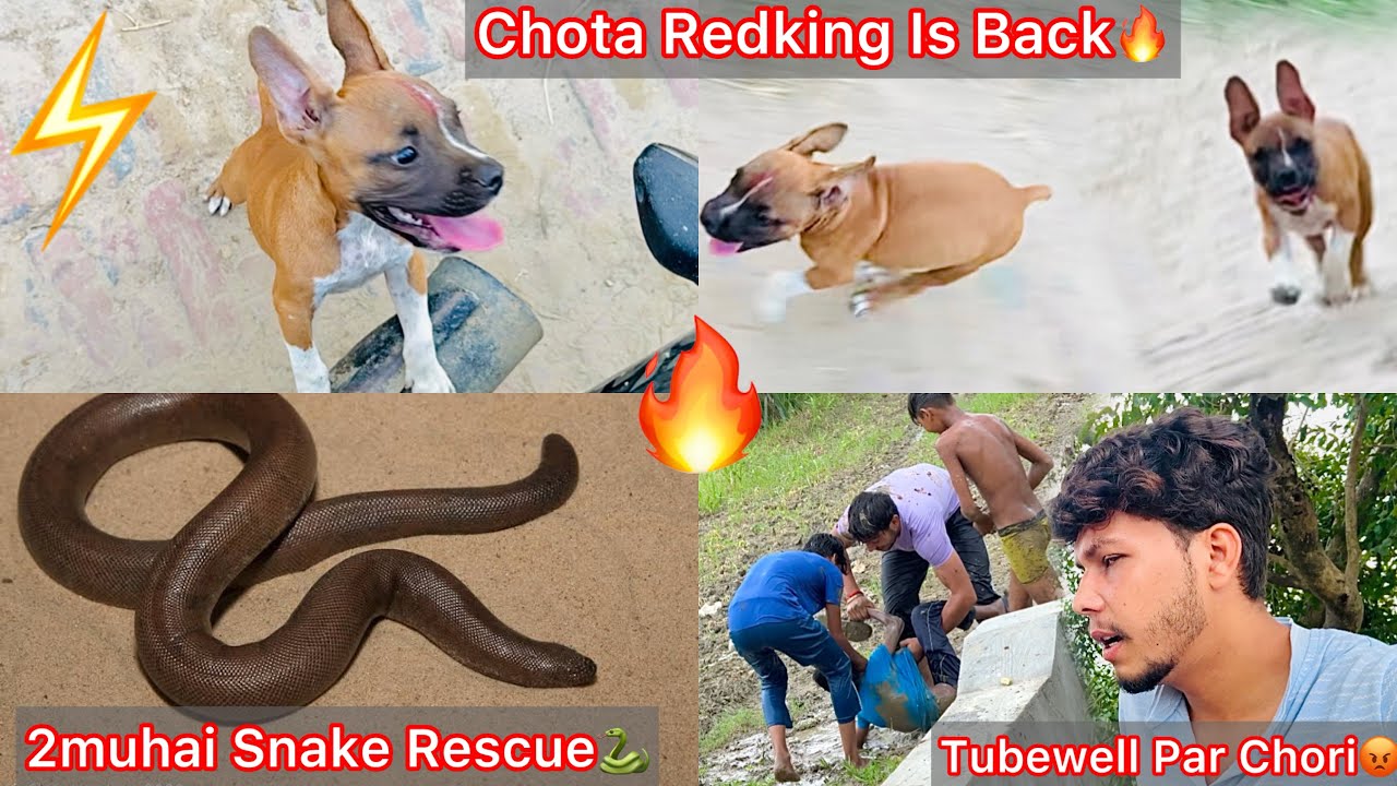 Chota Redking Is Back😍Same Grandfather Ki Copy🔥|| 2 Muh Vala Snake Pakra🐍|| Tubewell Par Chori Hui😡