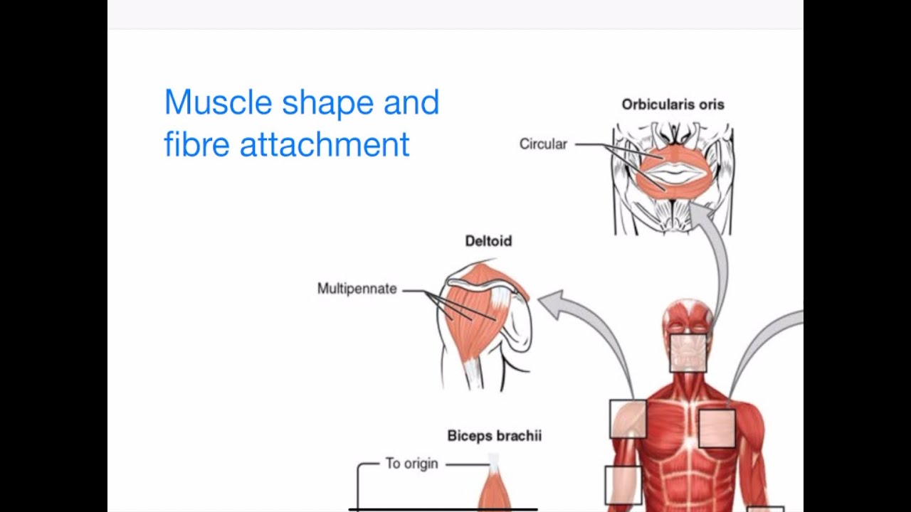 Learn Muscle shape and fibre attachment